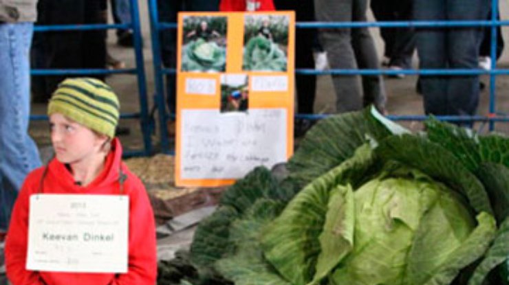 Десятилетний мальчик вырастил 42-килограммовую капусту на Аляске
