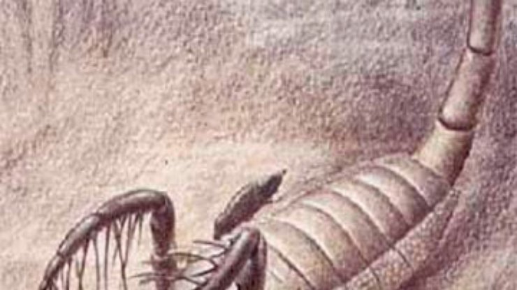 В ЮАР нашли окаменевшего скорпиона возрастом 350 миллионов лет