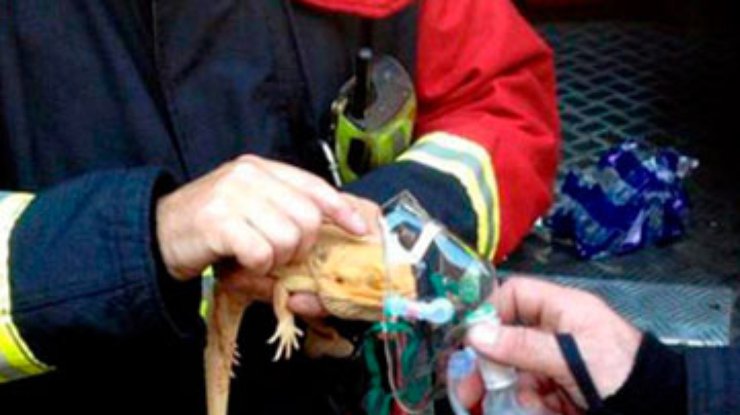 Британские пожарные спасли угоревшую бородатую ящерицу