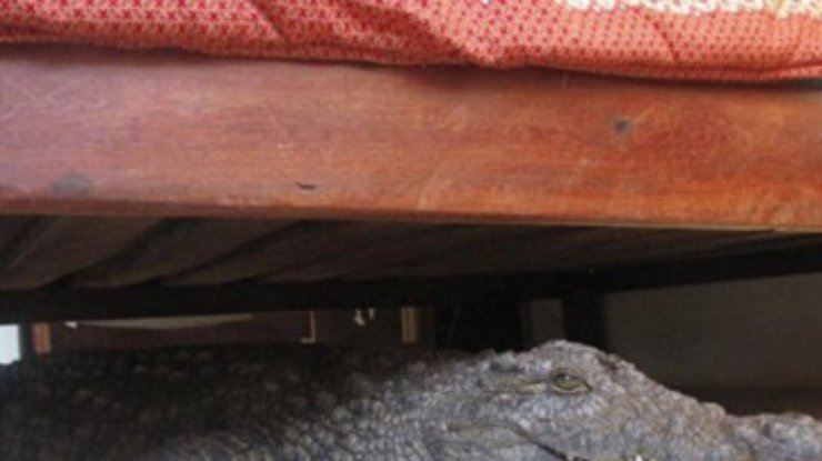 Житель Зимбабве нашел под кроватью крокодила