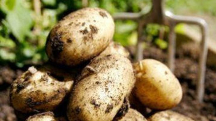 Украине прогнозируют рекордно низкий урожай картофеля