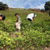 ООН признала Перу мировым лидером по выращиванию коки