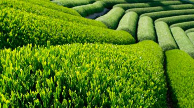 Ученые в очередной раз доказали пользу зеленого чая для мозга мужчины