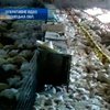Донецкая милиция накрыла нелегальную куриную ферму