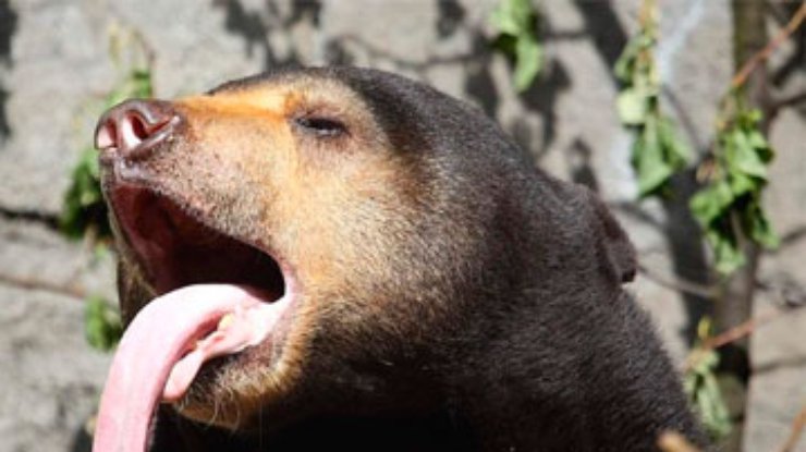 Канадец отбился от медведя, дернув его за язык