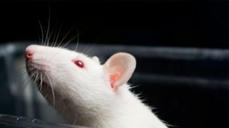 Крысы реагируют на ошибки так же, как и люди, - исследование