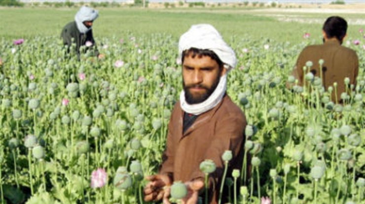 В Афганистане выращен рекордный урожай опиумного мака