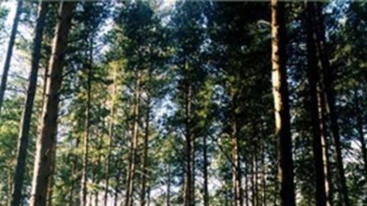 Киевсовет разрешил застройку почти 150 гектаров Беличанского леса