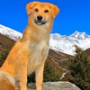 Подобранный путешественницей пес побывал на Эвересте