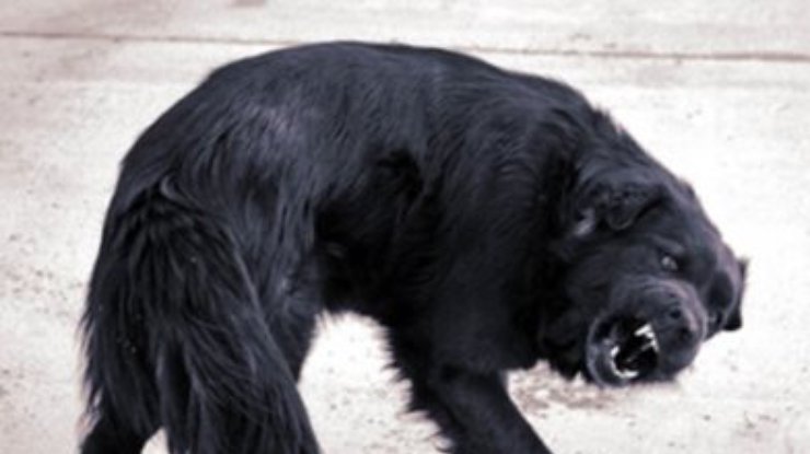 На Днепропетровщине бешеная собака напала на хозяев