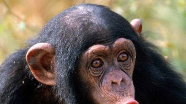 Известный генетик заявил, что человечество - плод любви свиньи и шимпанзе