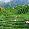 Китайский чай опасен для здоровья, - исследование
