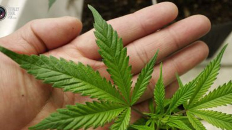 Уругвай легализовал марихуану