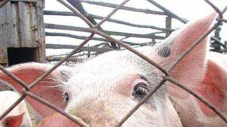 На границе Луганской области с Россией выявлена африканская чума свиней