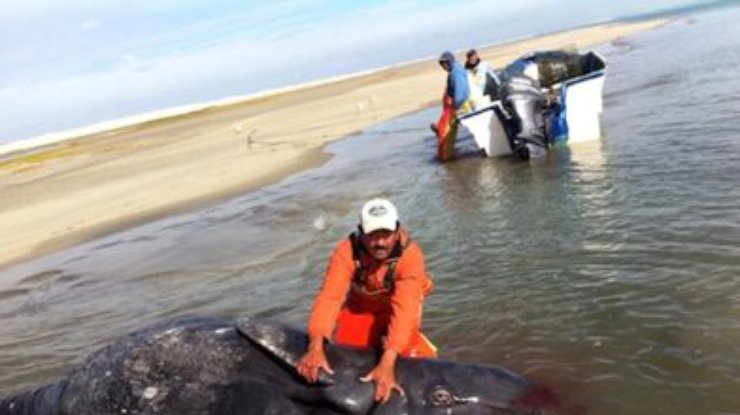 В Мексике обнаружены киты - сиамские близнецы