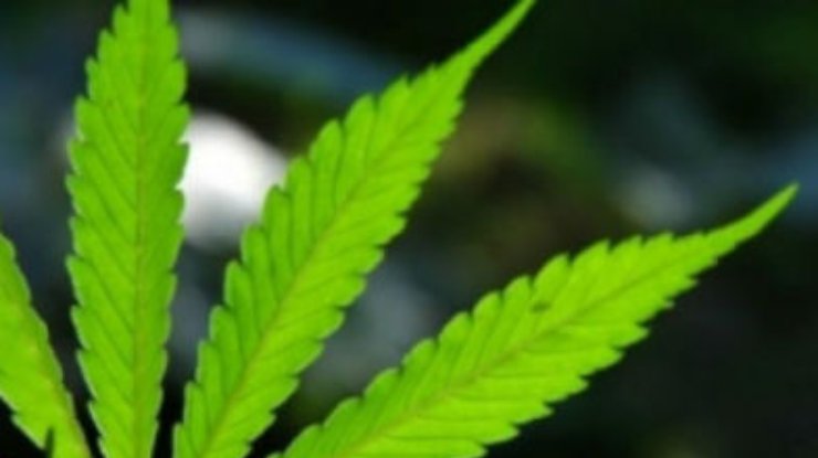 Губернатор Нью-Йорка собирается легализовать марихуанну в медицинских целях