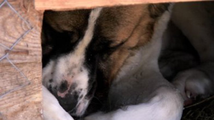 На Луганщине неизвестный сжег собаку в будке