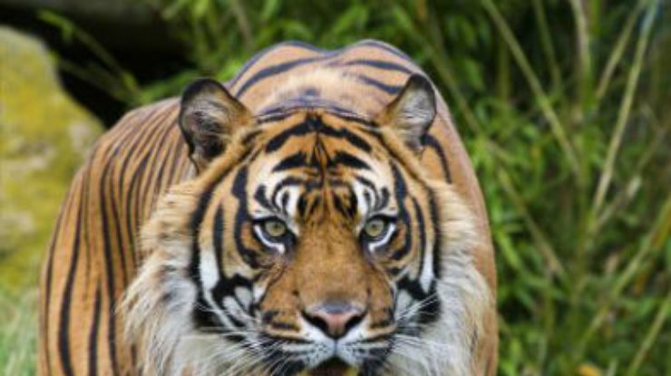 На юге Индии закрыли школы из-за тигра-людоеда