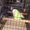 Попугай "сдал" пьяного хозяина дорожной полиции