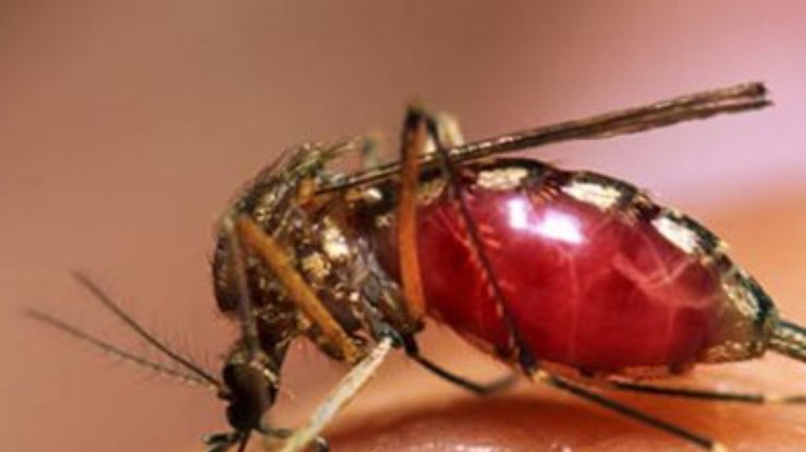 С эпидемией денге в Панаме будут бороться с помошью комаров-мутантов