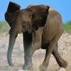 В Таиланде американскую туристку затоптали слоны