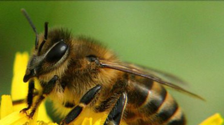 В США появились пчелы-зомби