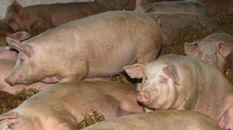 На Луганщине африканская чума добралась до домашних свиней
