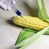 ЕС разрешил выращивание трансгенной кукурузы