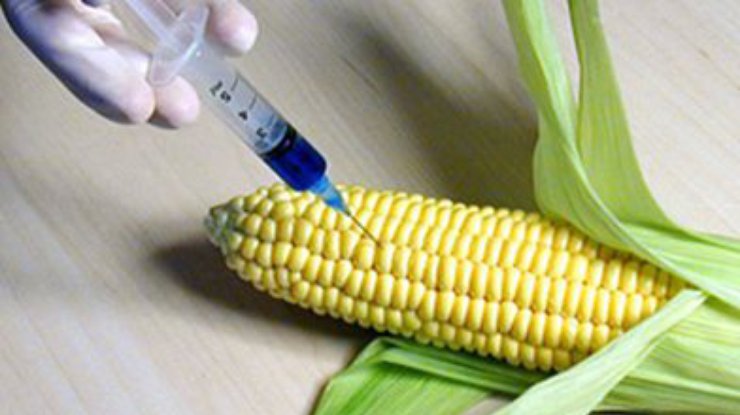ЕС разрешил выращивание трансгенной кукурузы