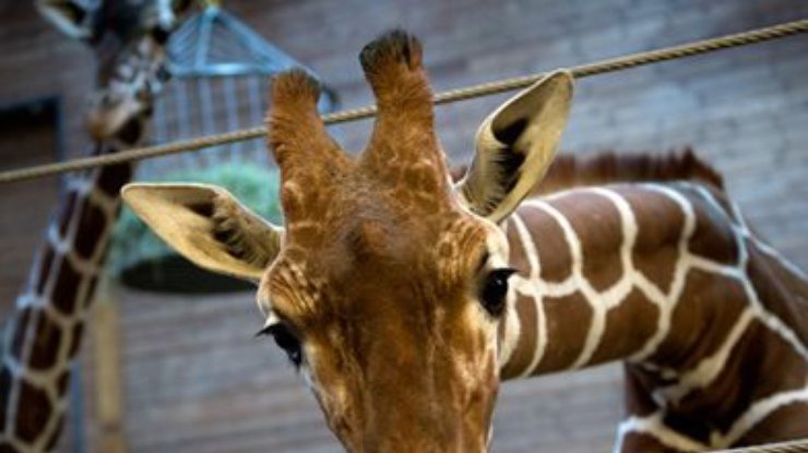 В Дании хотят убить еще одного жирафа Мариуса