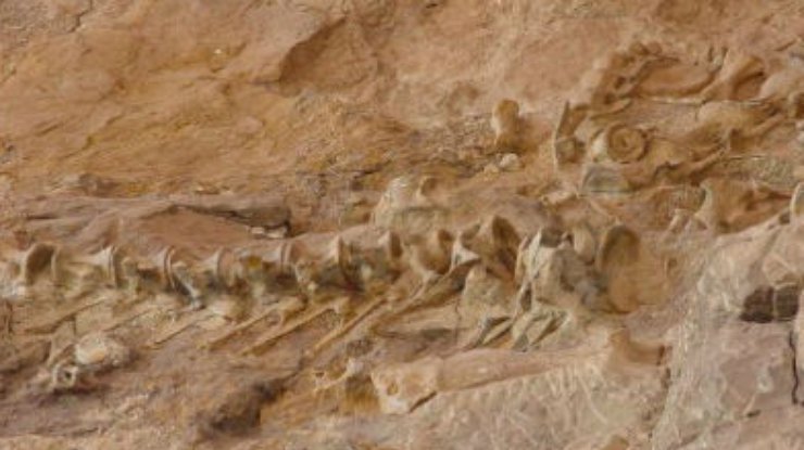 Ученые нашли останки древнейшего живородящего динозавра