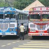 В автобусах Шри-Ланки появились места для "беременных собак"