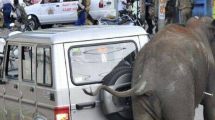 В США три слона сбежали из цирка и разбили несколько автомашин