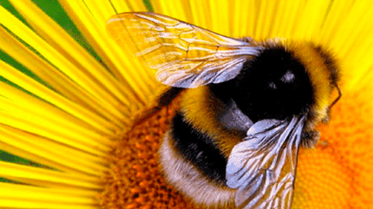 Австрийская полиция расследует убийство пчел