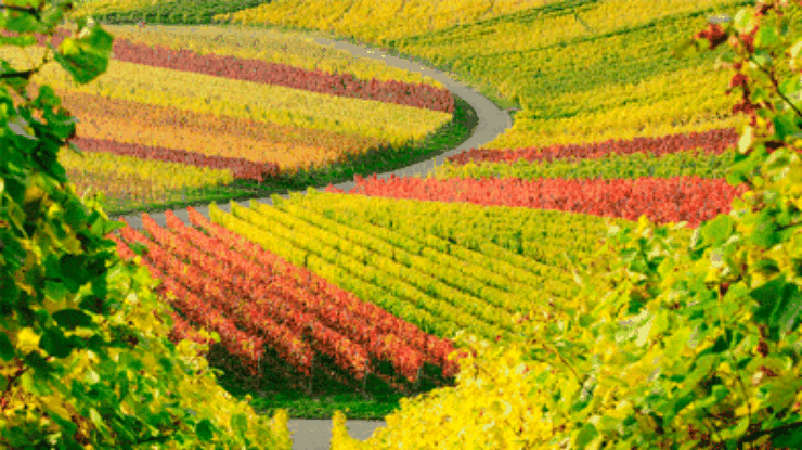 Google предлагает виртуальные путешествия по виноградникам