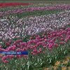 Буковинский фермер вырастил полмиллиона тюльпанов