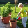 Немецких школьников научат выращивать коноплю