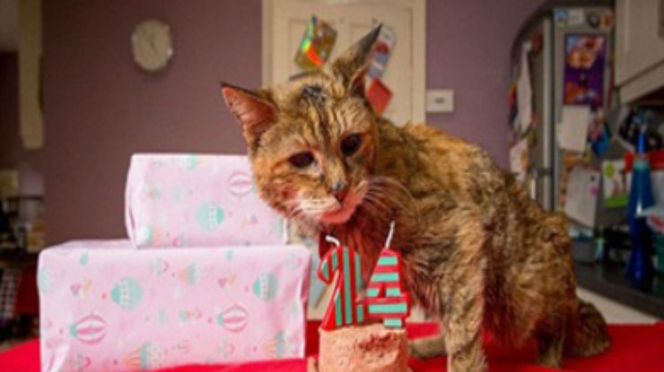 В Британии умерла самая старая кошка в мире