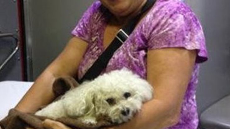 Миниатюрный пес во Флориде выжил после падения с 16-го этажа