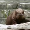 Зоопарк Гамбурга поповнився маленьким морженя