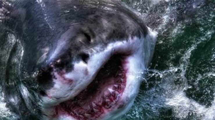 В США пойманная на крючок акула набросилась на пловца