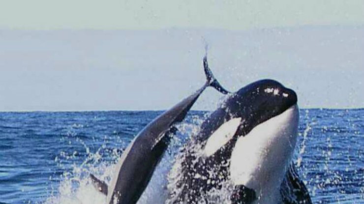 В мире отмечают День китов и дельфинов