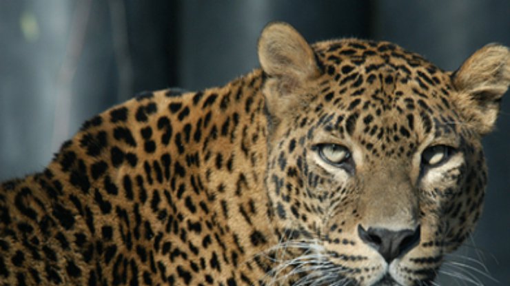 Полиция изъяла леопарда, содержавшегося в жилом доме Москвы