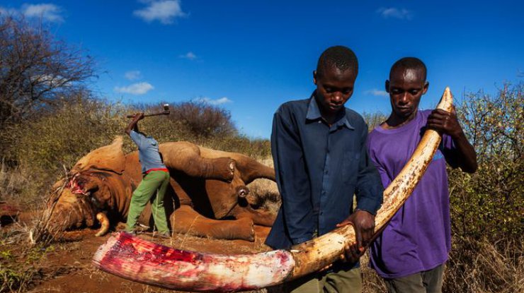Слонам грозит вымирание из-за любви Китая к бивням