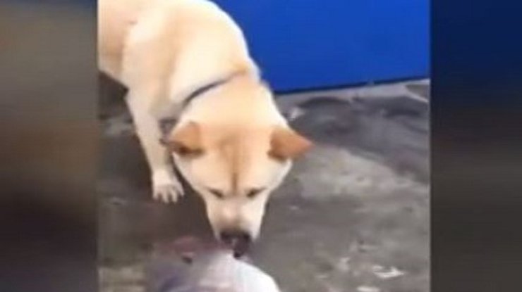 Собака из Тайланда отчаянно пыталась спасти рыбу (видео)