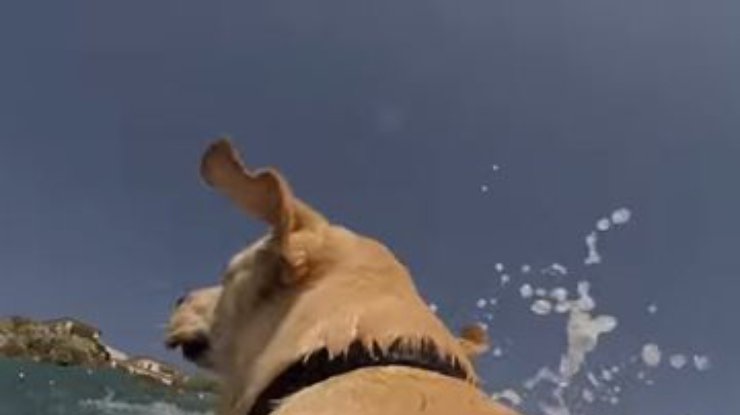Лабрадор с камерой GoPro на спине с разбега плюхается в море (видео)
