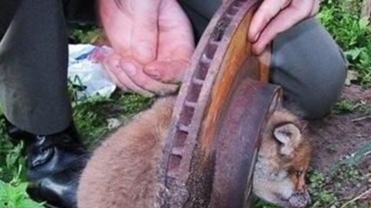 В России прохожие спасли лисенка-обжору из капкана