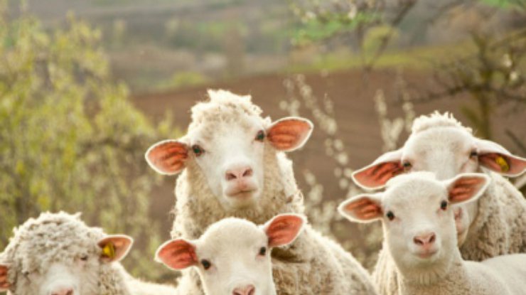 В Великобритании нарко-овцы съели конопли на 4 тысячи фунтов