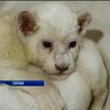 В зоопарку Белграда на світ з'явились двійко білих левенят (відео)