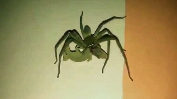 Гигантский паук сожрал живую ящерицу ночью в квартире (видео)